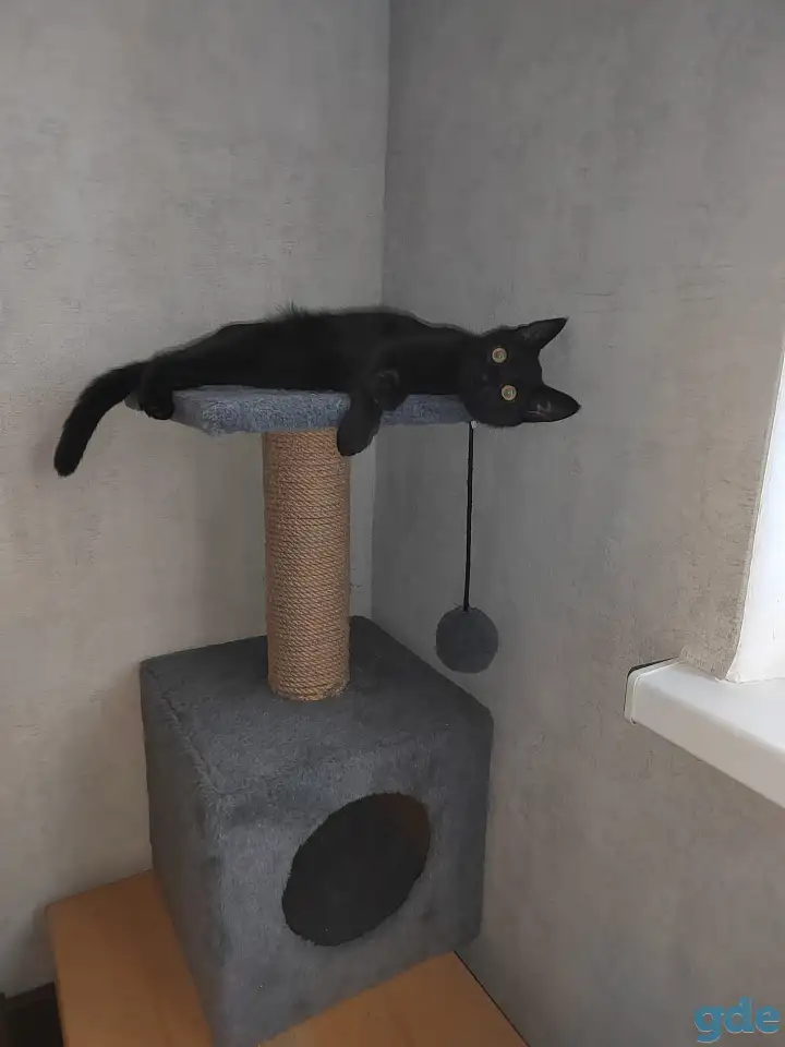 нужно пристроить котика, фотография 2