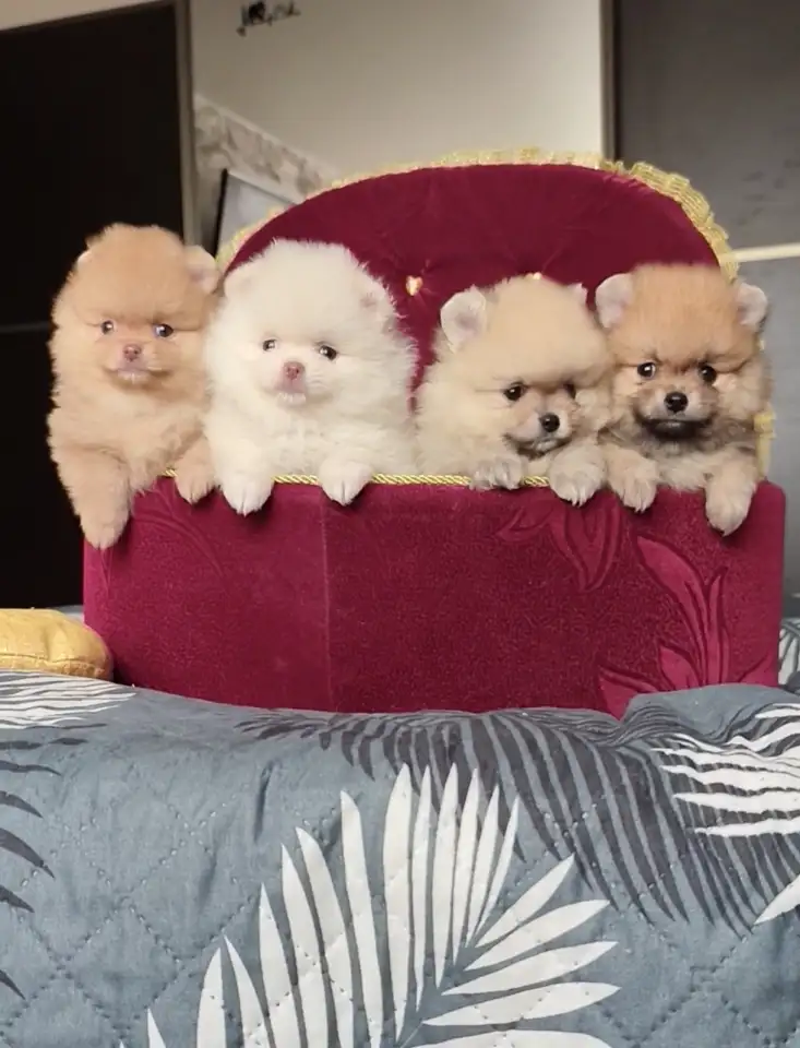 Померанский шпиц, щенки. Мини мишки, фотография 1