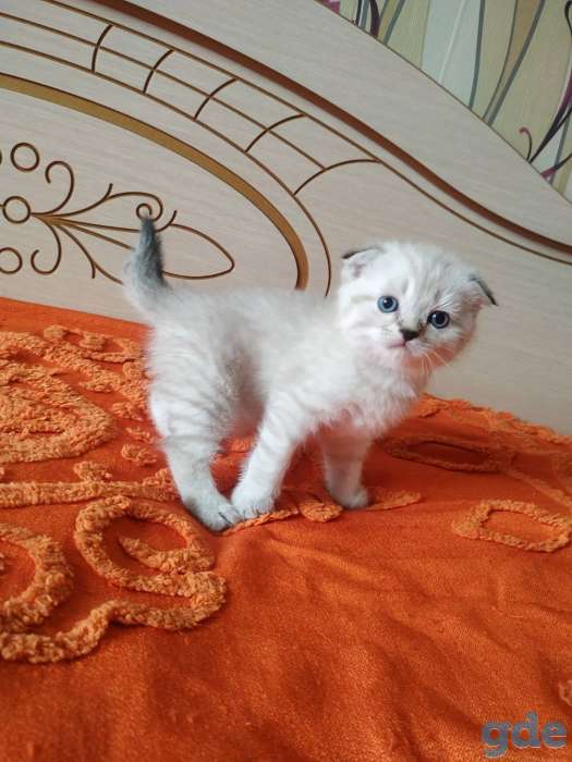 Шотландских породистых котят, фотография 8