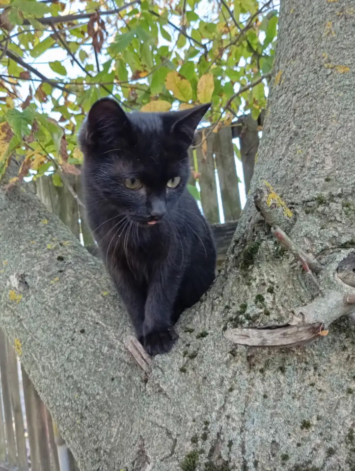Котенок в дар, фотография 1