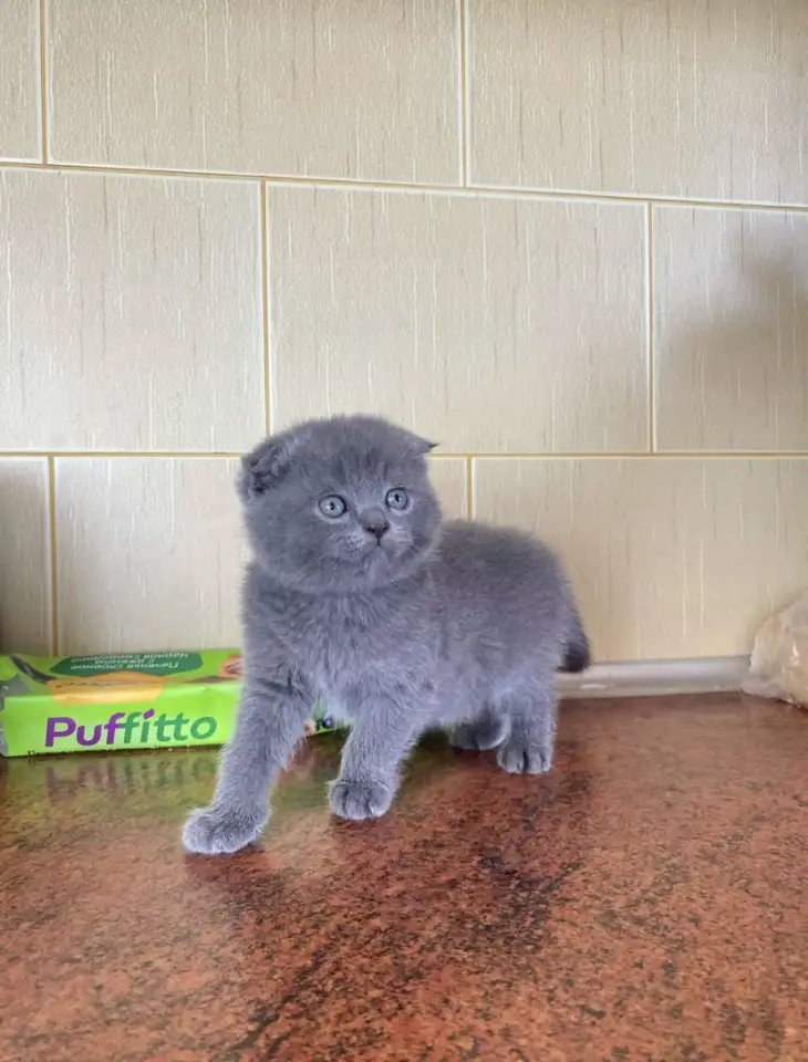 Шотландские котята, фотография 5