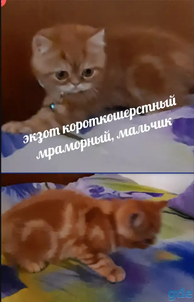 Котята экзотические короткошерстные, фотография 2