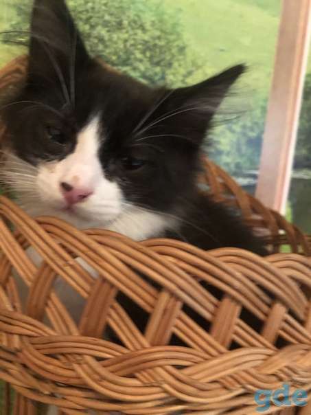 Котенок ищет дом, фотография 2