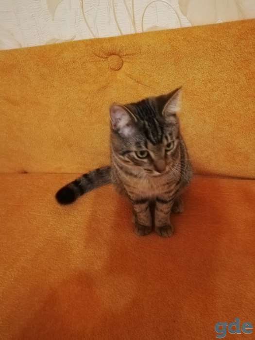 Котик Пуська ищет дом!, фотография 4