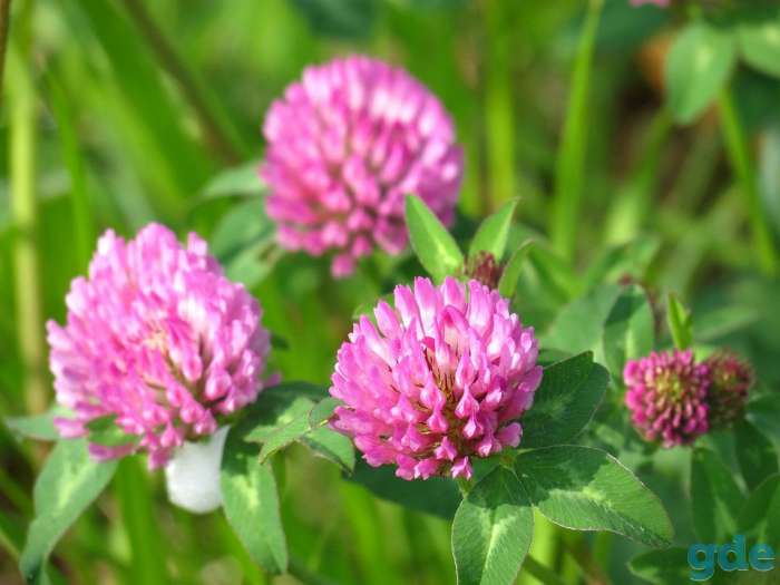 Клевер луговой (красный) (Trifolium pratense), фотография 1