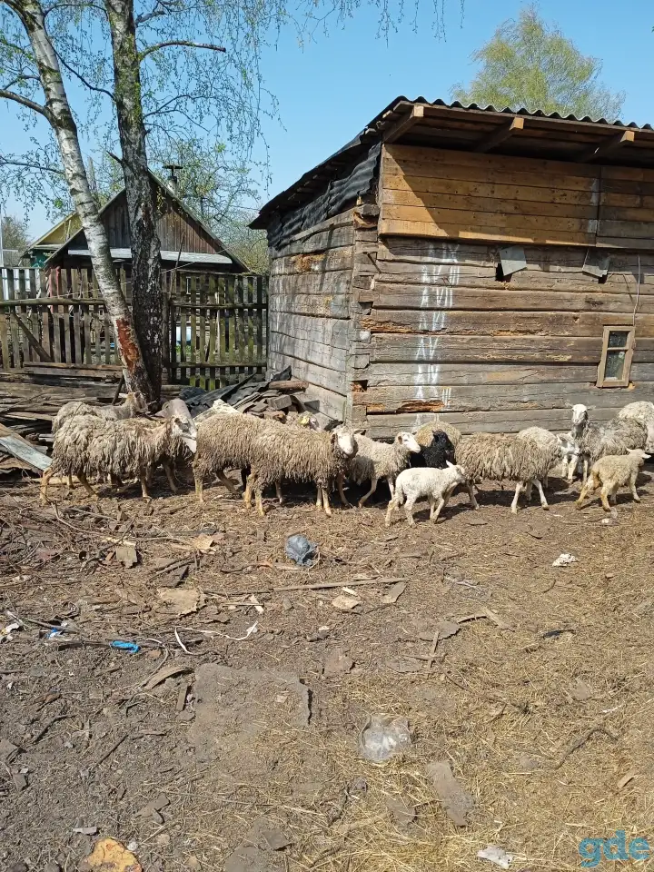 Продам, фотография 1