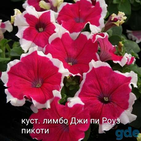 Петунья сеянцы и черенки, фотография 1