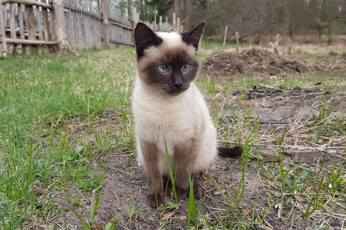 Котики очень срочно ищут дом, фотография 3