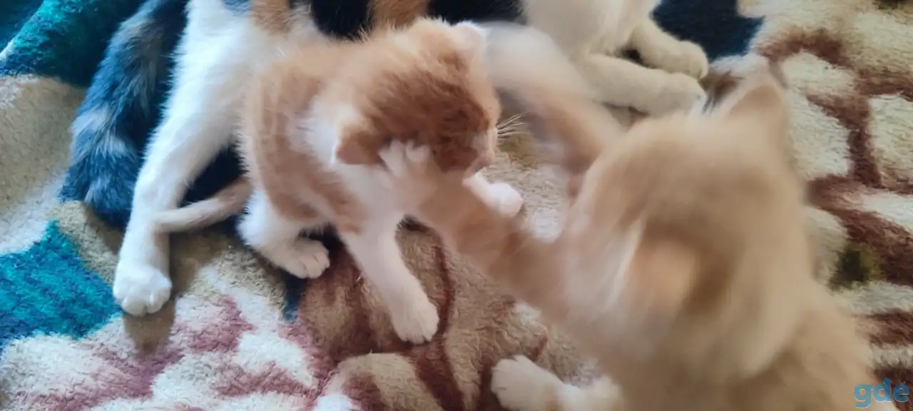 Отдам котят, фотография 5