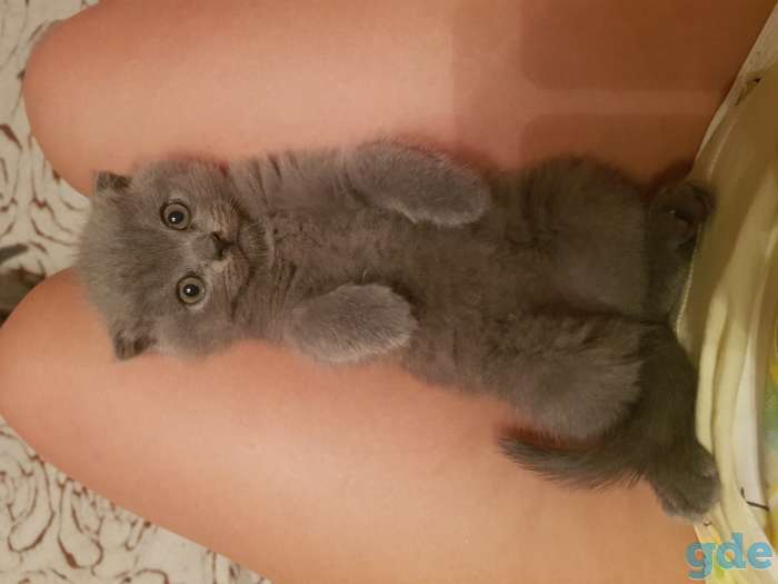 Британские котята, фотография 4