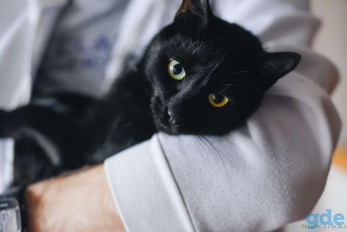 Молодой черный кот ищет свое счастье!, фотография 3