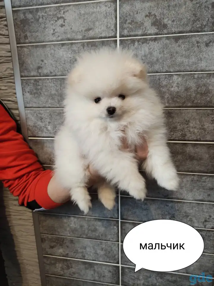 Щенки, фотография 2