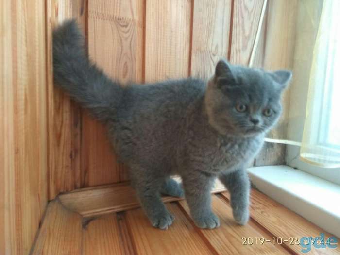 Породистая британская кошечка, фотография 3