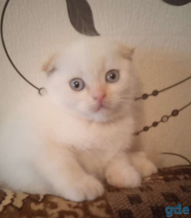 ШОТЛАНДСКИЕ котята РЕДКИЙ окрас, фотография 1
