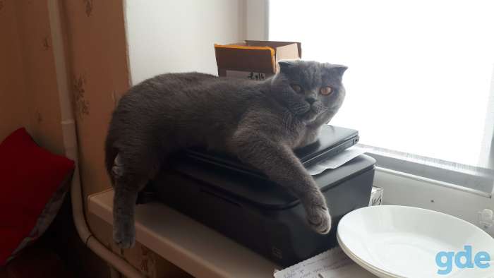 шотландские котята, фотография 3
