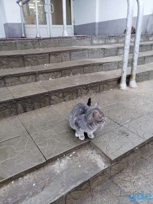 НАЙДЕН КОТИК, фотография 2