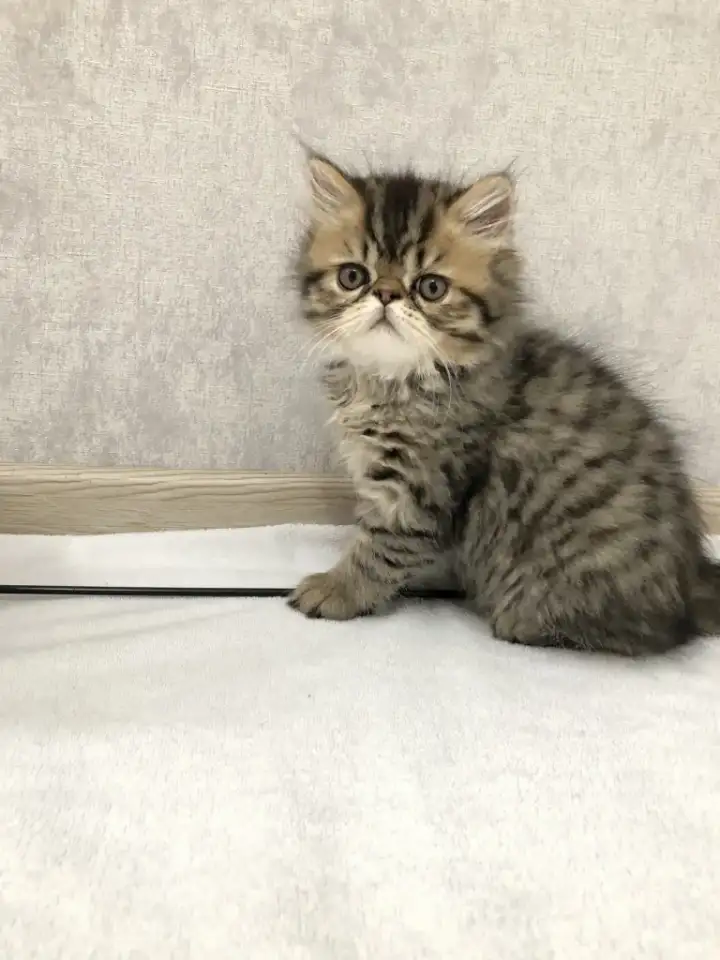 Продам персидских котят, фотография 1