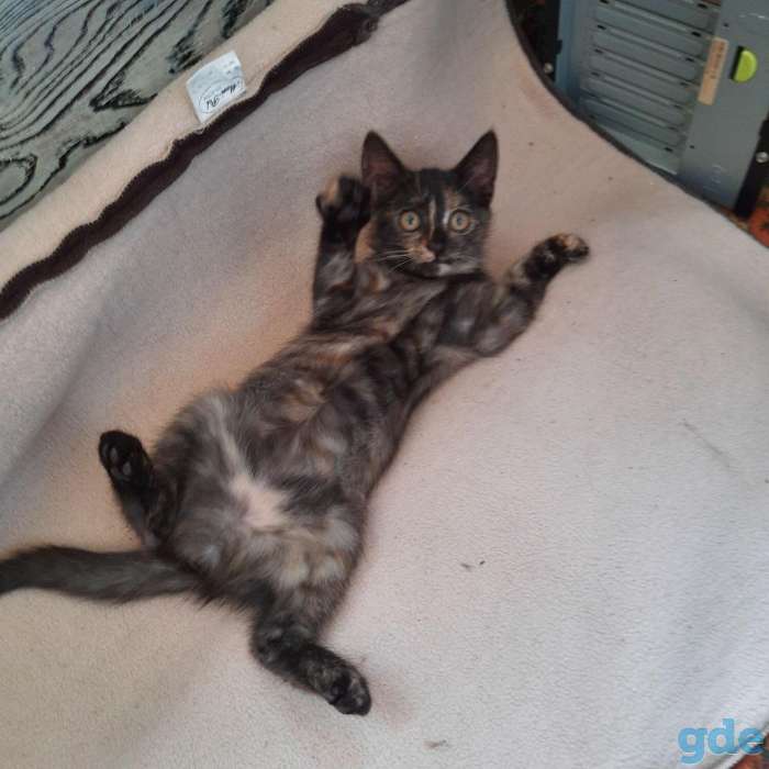 Котенок ищет дом, фотография 2
