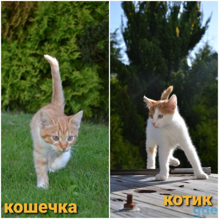 Полупушистые котята в  ДАР, фотография 1