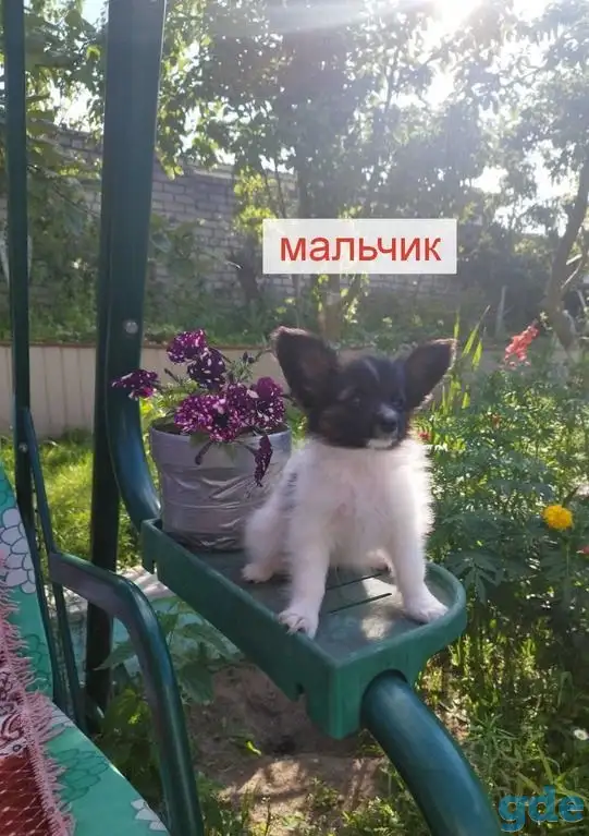 Щенки Папийон, фотография 3