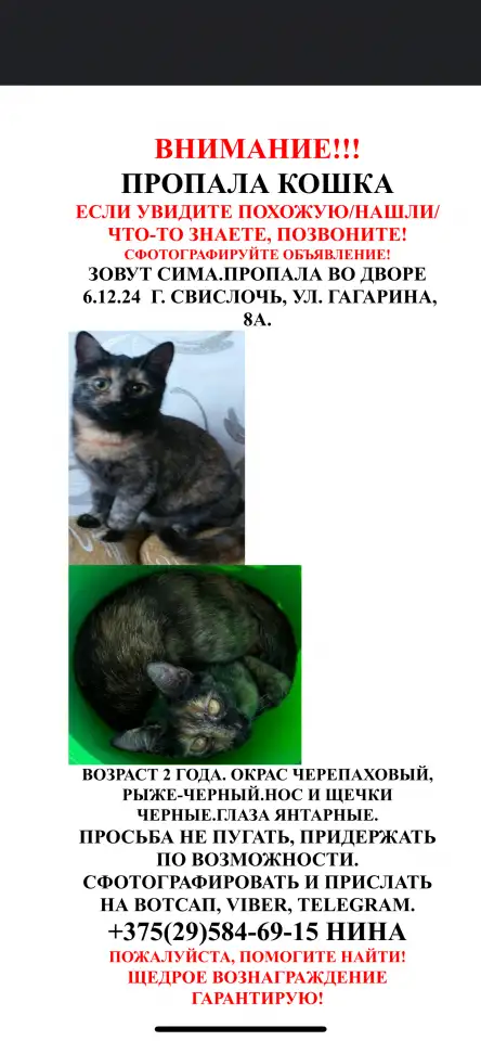 ВОЗНАГРАЖДЕНИЕ! Пропала Кошка Сима., фотография 1