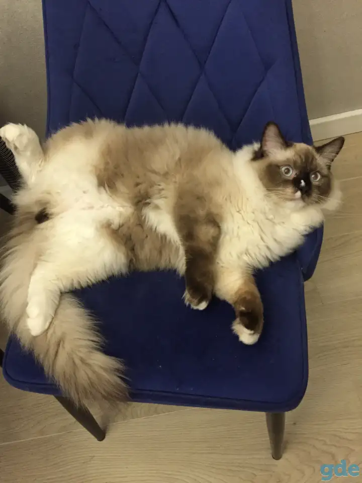 Котенок рэгдолл, фотография 3