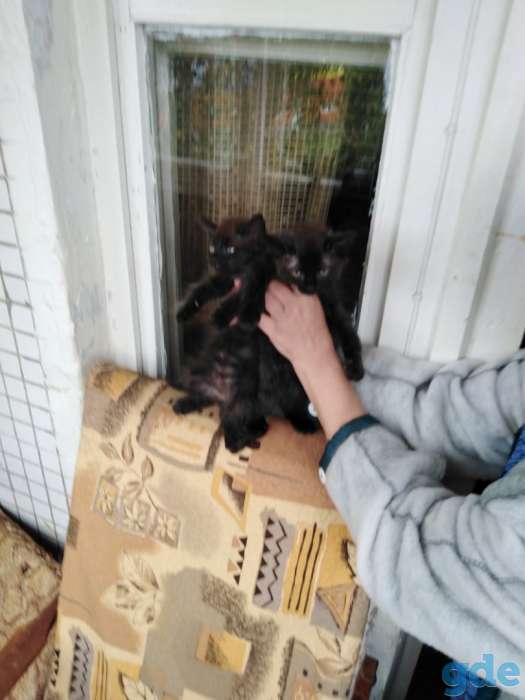 Дарю котят., фотография 2