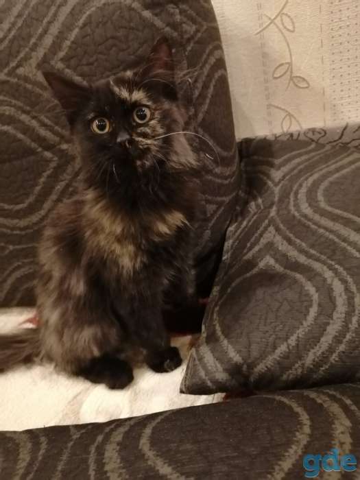 Подгоревшая кошка, фотография 3