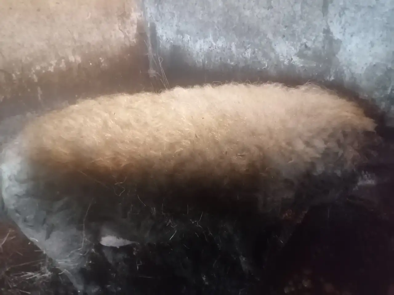 Дамашний кабан, крипторг., фотография 2