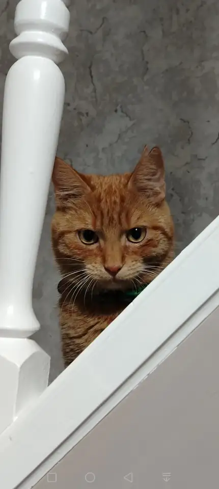 Пропал рыжий кот, фотография 1