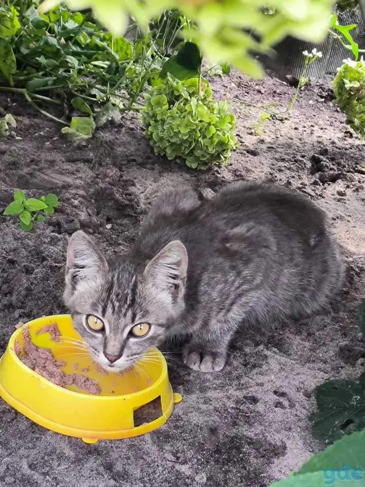 Котёнок в дар., фотография 1