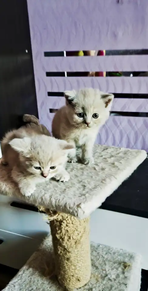 Котята Скоттиш-Страйт, фотография 7