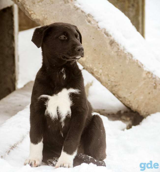 Отдам щенков в добрые руки, фотография 6