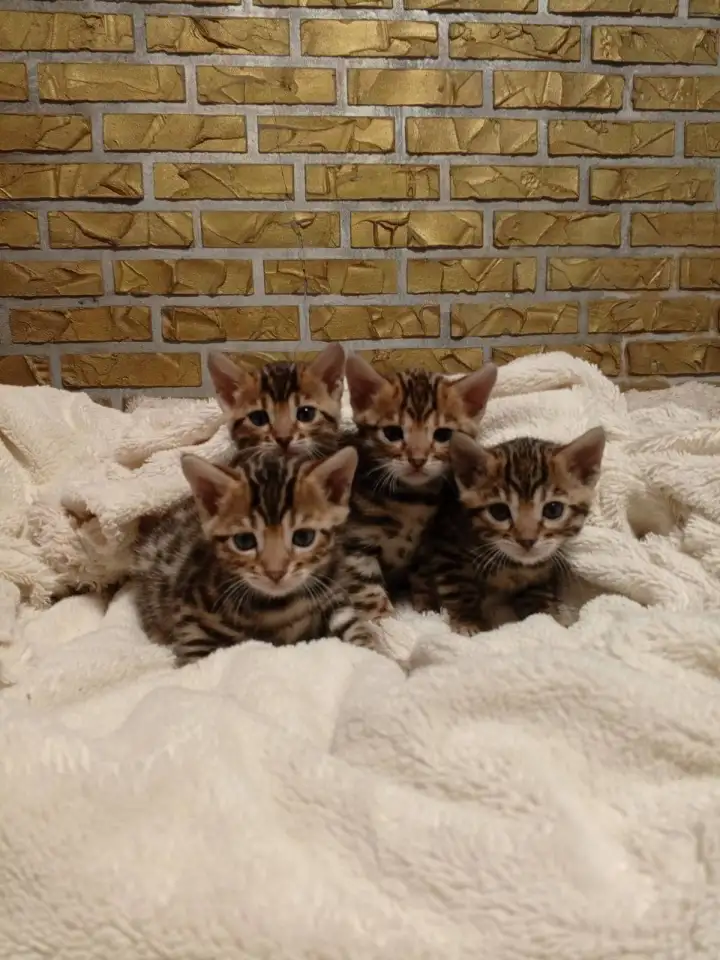 Продам шикарных котят породы бенгальские кароткошорстные, фотография 2