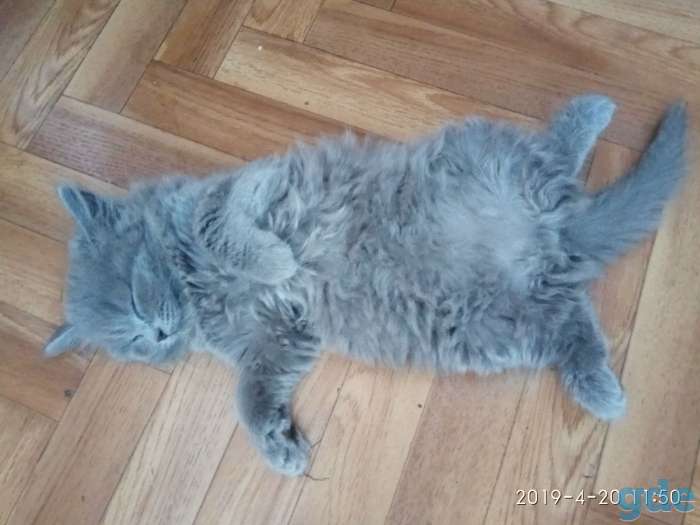 Котята, фотография 3