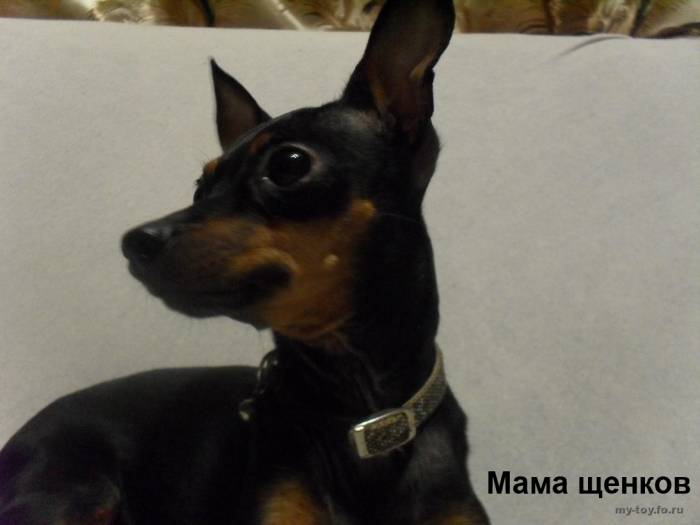 Щенки русского гладкошерстного той терьера.  Дата рождения 18.03.2018г., фотография 3