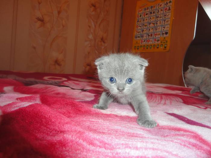 шотландские вислоухие и прямоухие котята, фотография 3