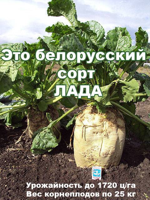 Высокоурожайные семена кормовой свеклы сорт ЛАДА, фотография 1