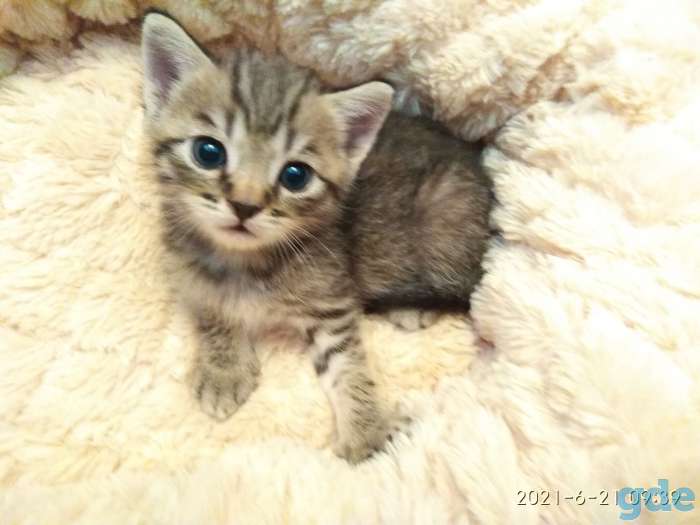 Продажа шотландских котят, фотография 3
