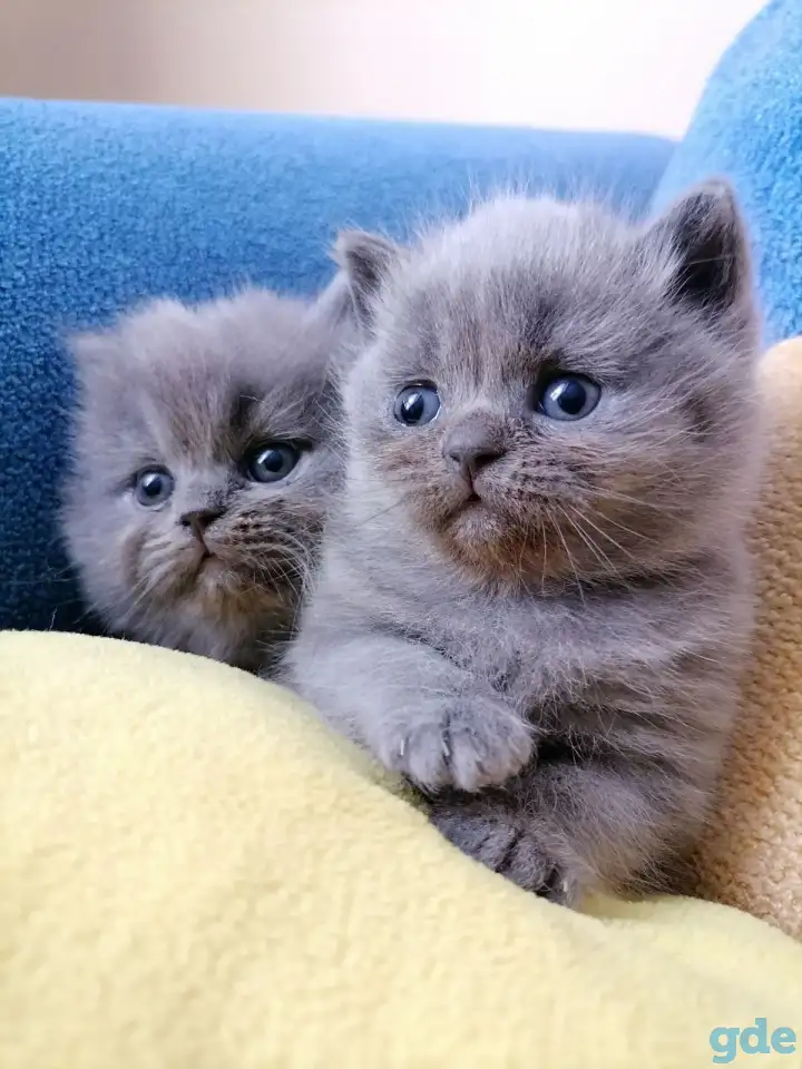 Котята, фотография 3