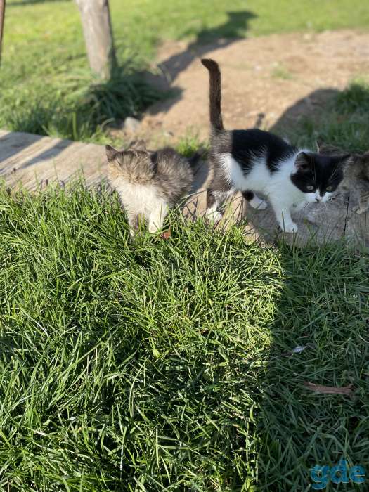 Котята, фотография 3