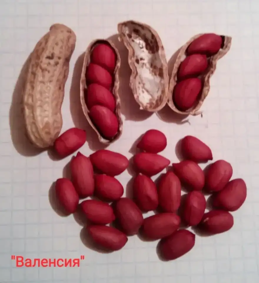 Арахис Валенсия, фотография 1