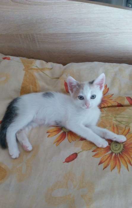 Котята в дар, фотография 4