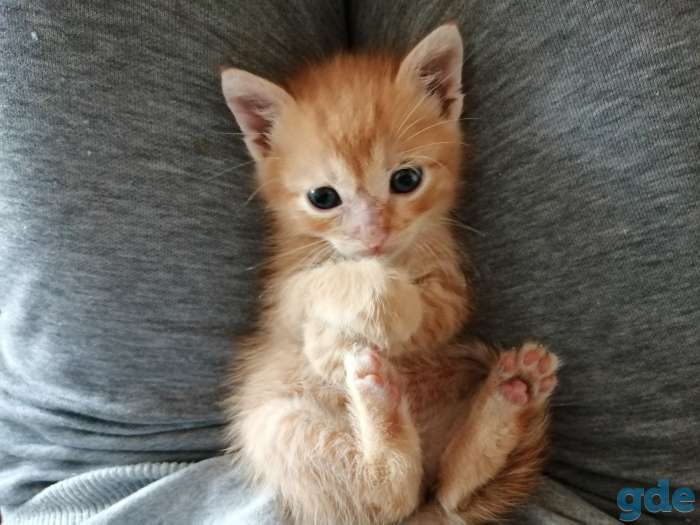 Рыжий котенок ищет дом, фотография 1