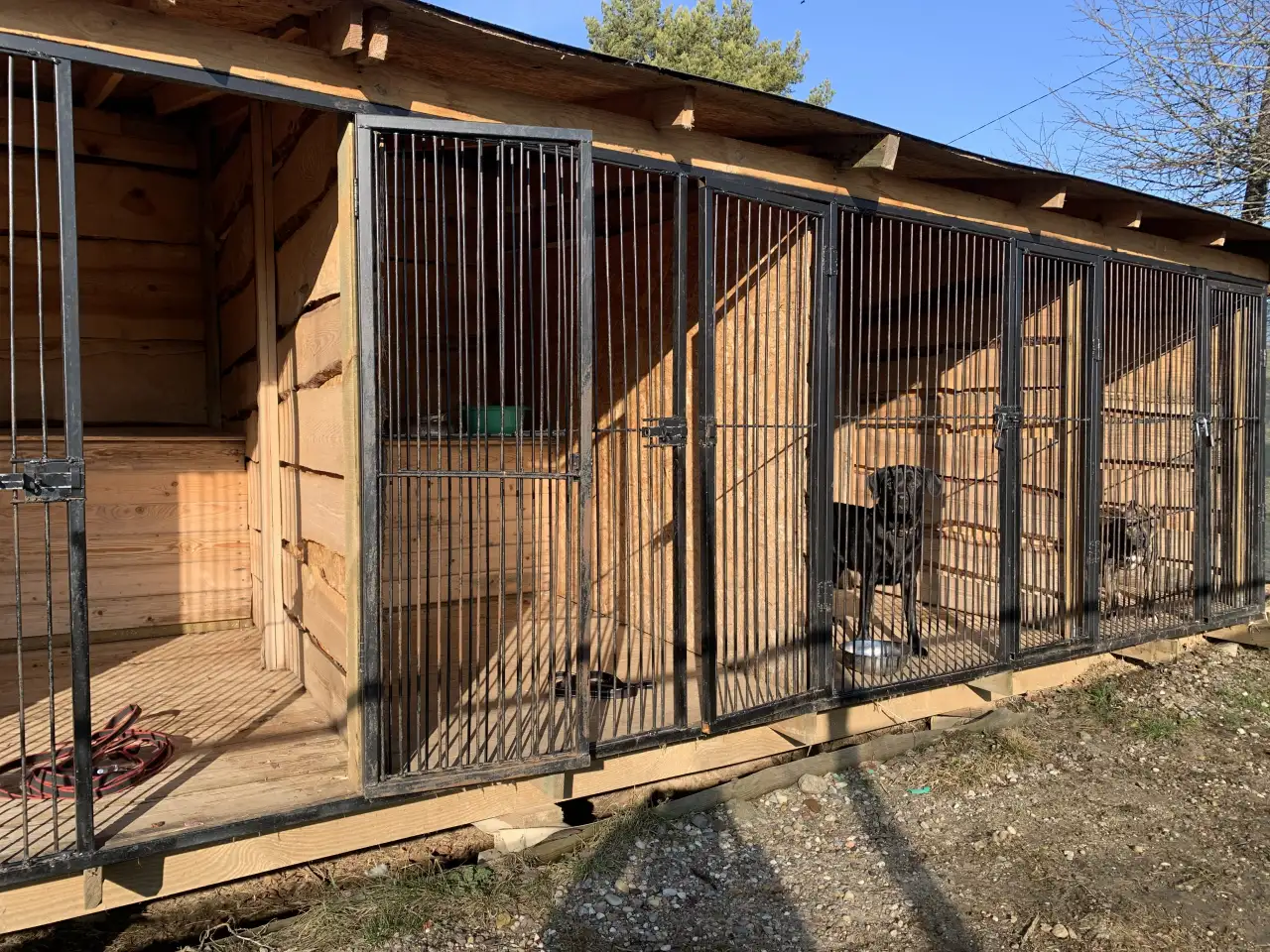 Дрессировка собак, фотография 7