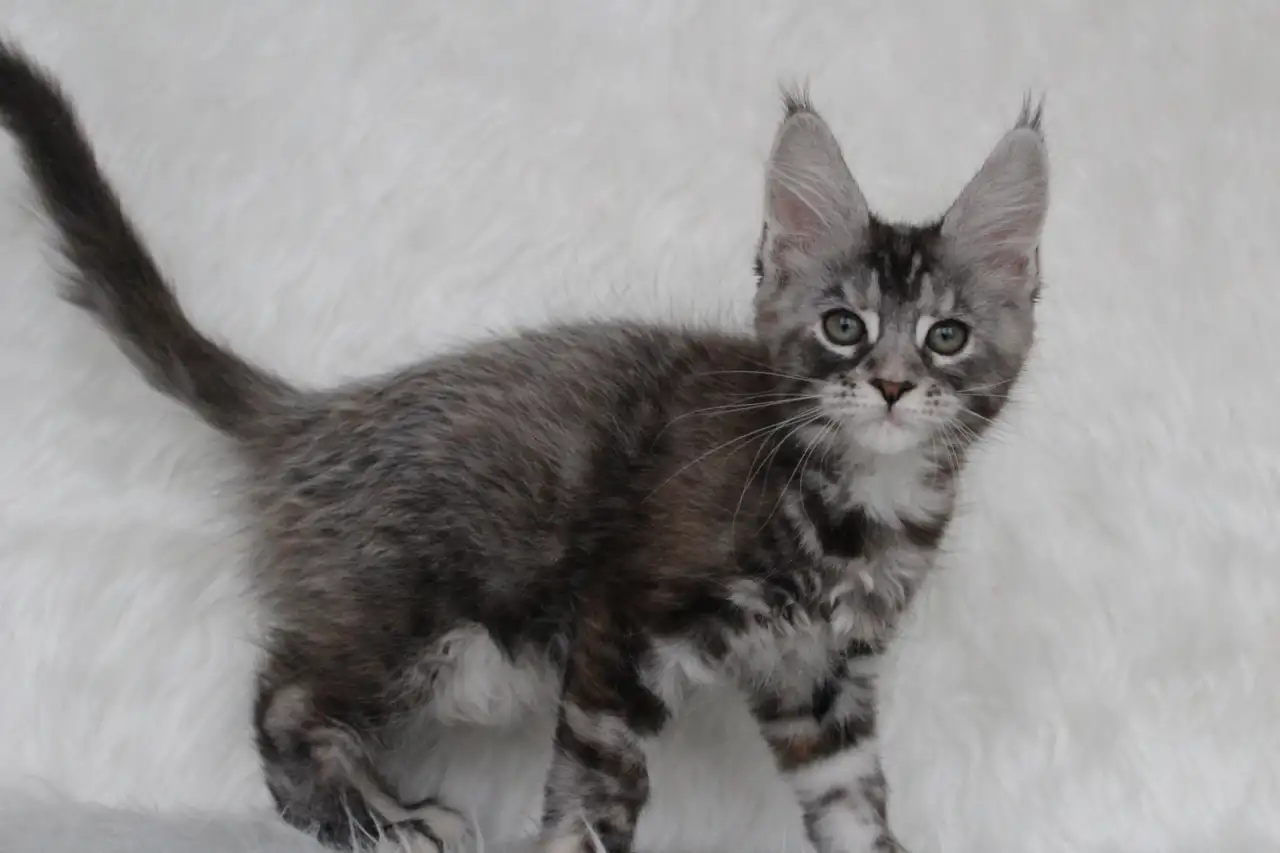 Кошечка породы мейн-кун., фотография 3