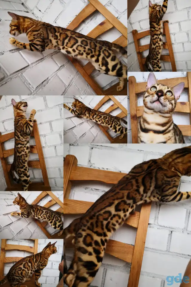 Бенгальские котята, фотография 6