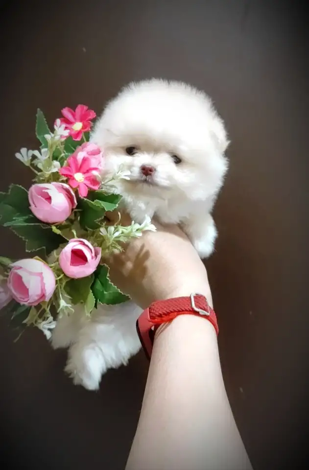 Померанский шпиц, девочка. Мини мишка, фотография 2