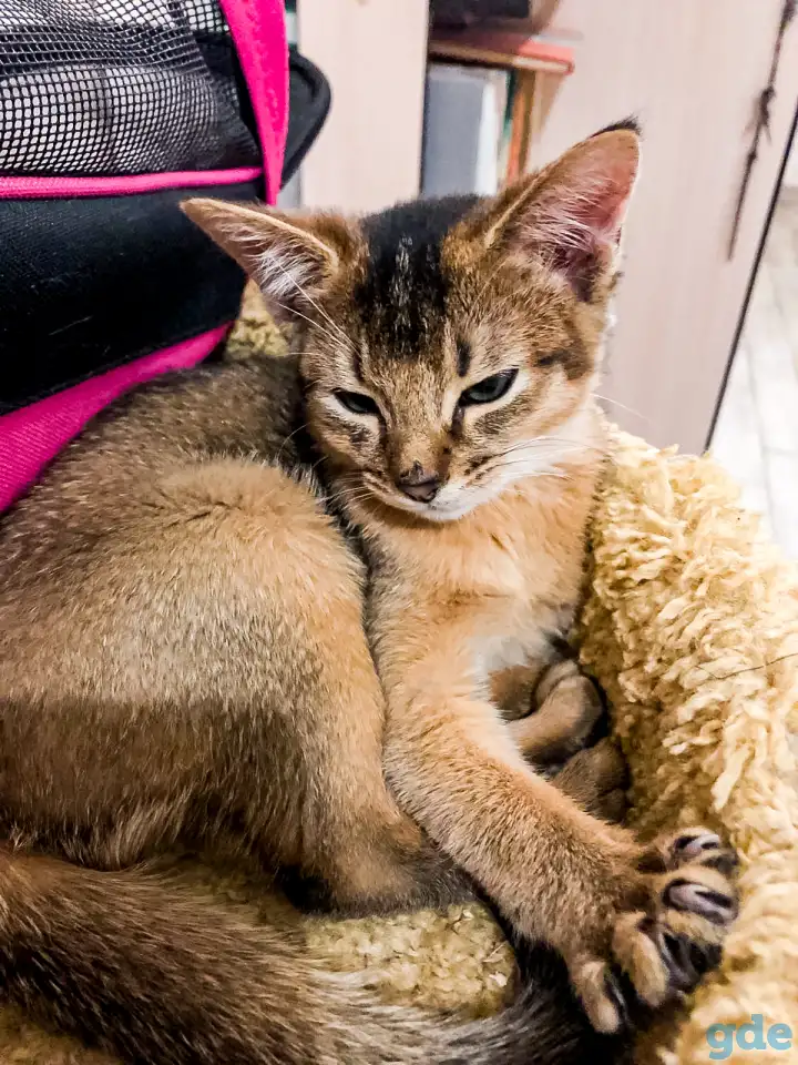 Аббисинская кошка, фотография 1