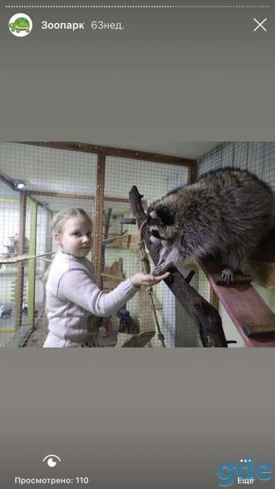 Продаётся енот девочка, фотография 5